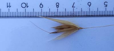 Click for 3 image(s) for this accession. Spikelet